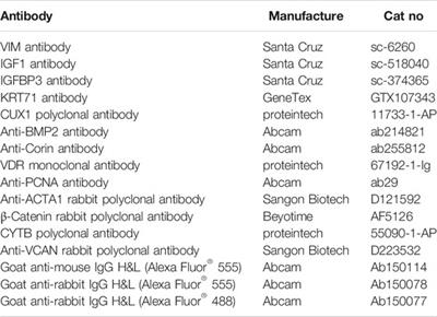 Single-Cell Transcriptomics Reveals the Molecular Anatomy of Sheep Hair Follicle Heterogeneity and Wool Curvature